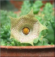 Huernia halli